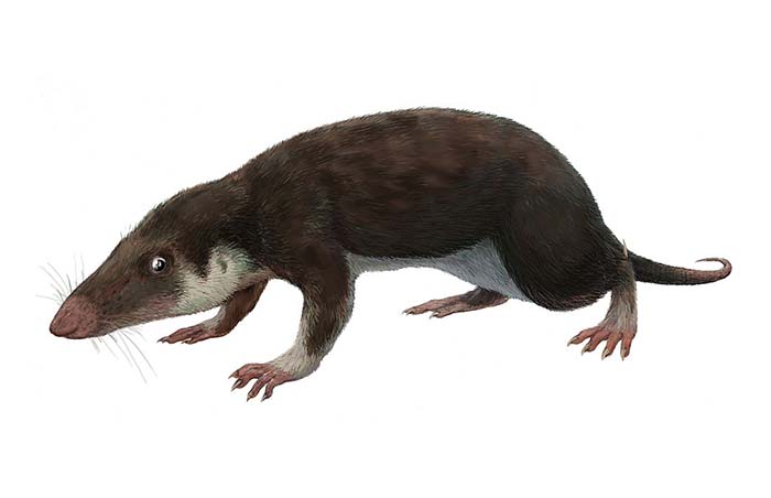 Dit is het allereerste zoogdier dat op aarde rondliep, ontdekten